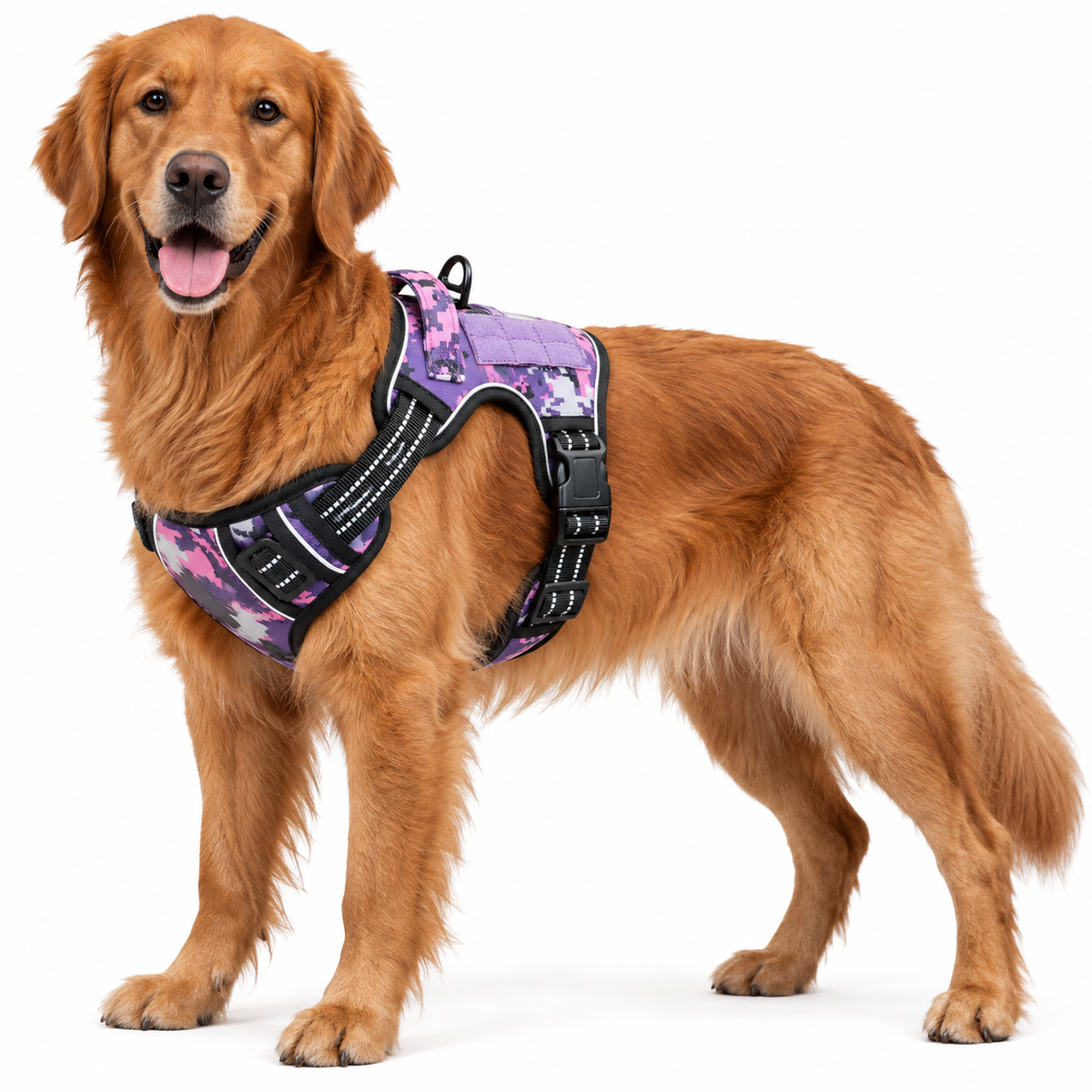 Hundegeschirr Anti-Zug Schweiz: Golden Retriever trägt taktisches Geschirr in Lila Camouflage mit Führgriff und Reflektoren im Army Shop Schweiz – ArmyDropz