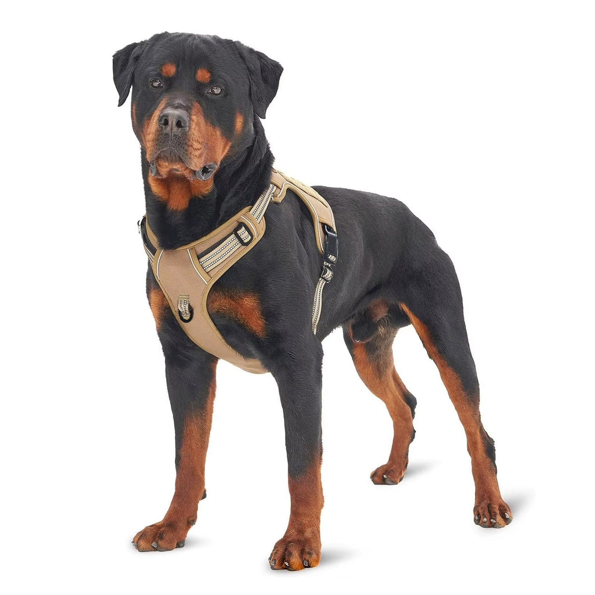Hundegeschirr Anti-Zug Schweiz: Rottweiler trägt taktisches Hundegeschirr in Coyote Tan Braun mit Reflektorstreifen und Brustpolsterung im Army Shop Schweiz – ArmyDropz